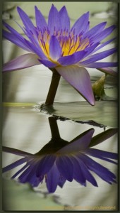 lotus-f1