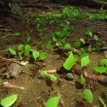 450px-leafcutter_ants_transporting_leaves