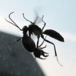 687px-spider_wasp_flying