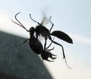 687px-spider_wasp_flying