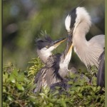 "Mouths to Feed"