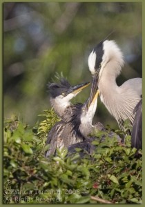 "Mouths to Feed"