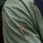 Female Long Horned Grasshopper -4976
