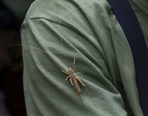 Female Long Horned Grasshopper -4976