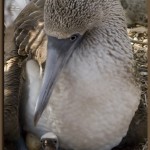 Blue Footed Booby With Just Hatched Chick and Egg