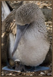 Blue Footed Booby With Just Hatched Chick and Egg