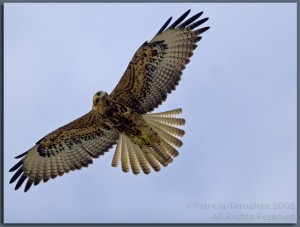 Galapagos Hawk (juv) Flight