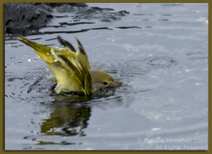 gonna-wash-that-slime-right-outta-my-hair-er-feathers