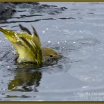 Yellow Warbler Bathing