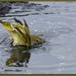 yellow-warbler-bathing-9705crop1