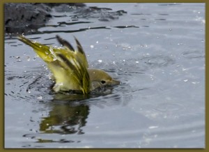 yellow-warbler-bathing-9705crop1