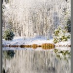 5-frosty-aspens